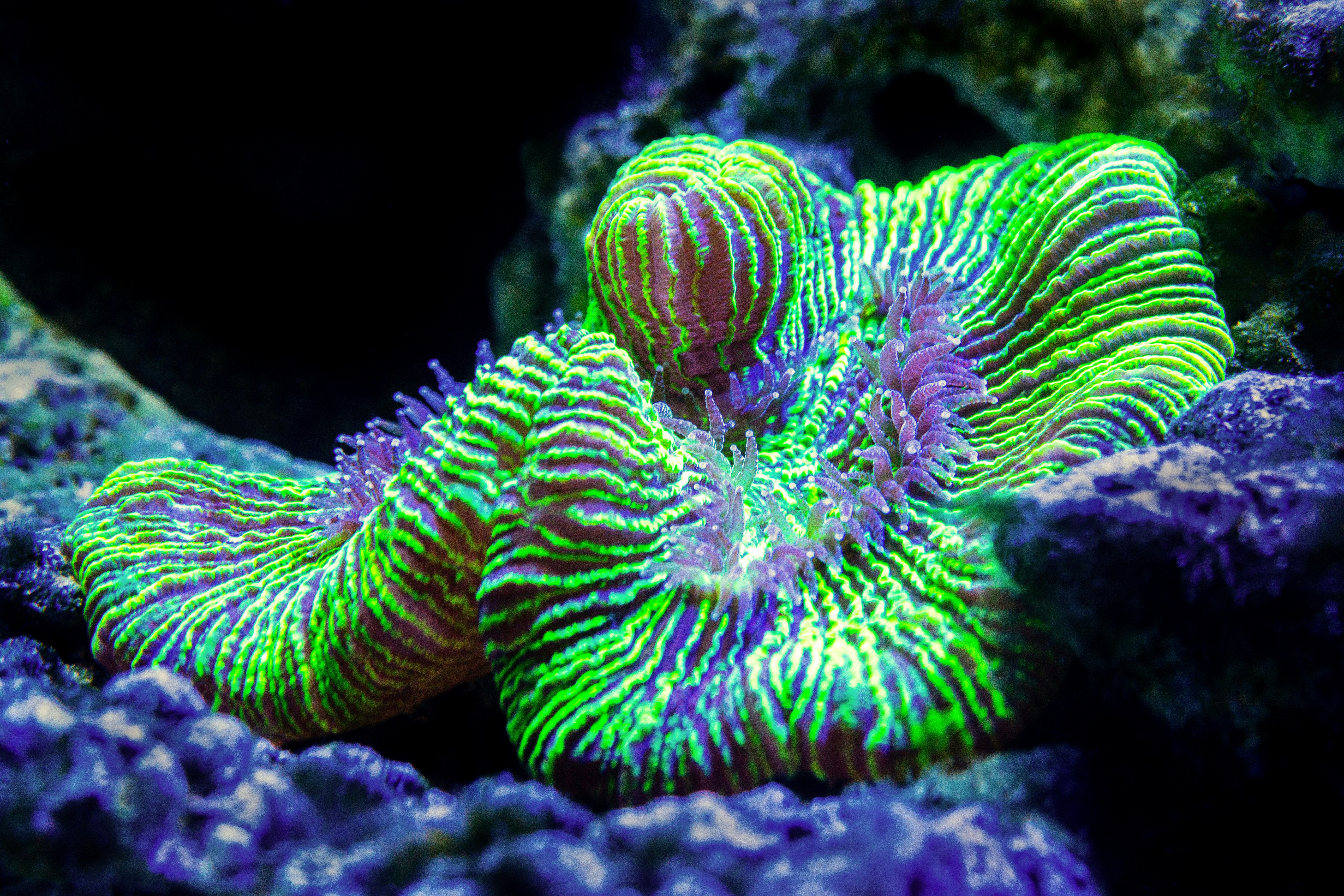 green and white sea creature